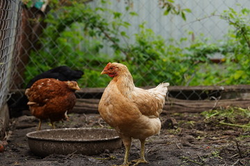 Chicken standing on a rural garden in the countryside. Close up of a chicken standing on a backyard shed with chicken coop. Free range birds
