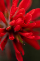 red Indian Paintbrush wildflowers in bloom in May in the Buttermilks of Eastern Sierra Nevada mountains California