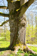 Fototapeta premium Trunk of the oak tree, Traskanda Manor (Aurora Park), Espoo, Finland