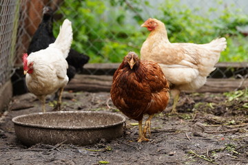 Chicken standing on a rural garden in the countryside. Close up of a chicken standing on a backyard shed with chicken coop. Free range birds