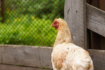 Chicken standing on a rural garden in the countryside. Close up of a chicken standing on a backyard shed with chicken coop. Free range birds
