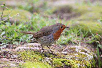 a Little Robin or pettirosso. birdwatching Italia.