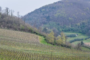 Obraz premium Vineyard in springtime at the Euganean Hills near Este, Padua - Veneto Italy