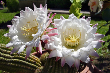 Echinopsis plant cactus beautiful flower #6 - 352929374