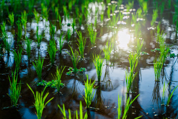 The sun is reflected in the water of rice fields in Ubud. The young shoots of rice.