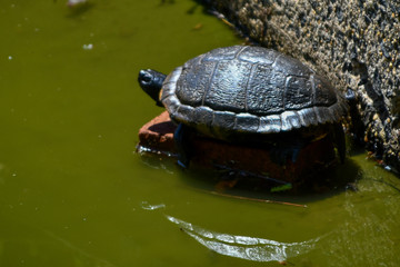 Painter turtle basking in sun in pond.