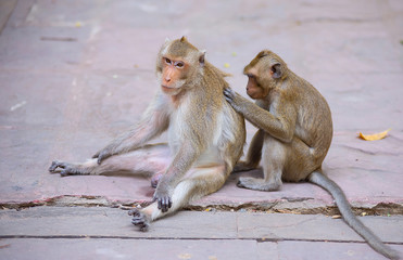 Two Asian monkey species that live together.