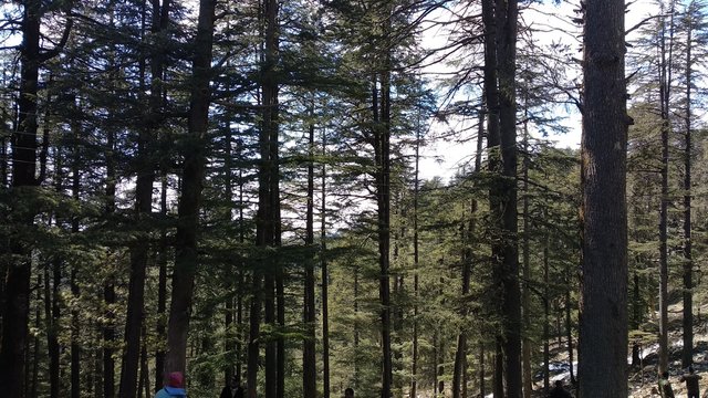 green forest in simla 