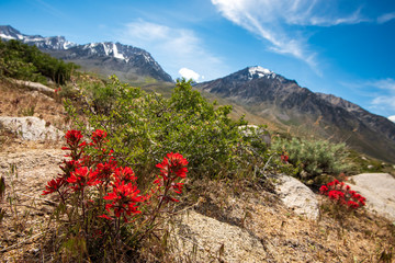 red Indian Paintbrush wildflowers blooming in Spring in the Buttermilks of Eastern Sierra Nevada mountains California USA