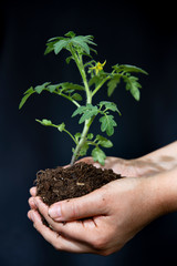 tomato seedling