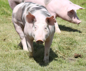 Free range pig posing  on pasture at animal farm