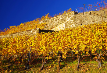 Vineyard terraces in the famous Lavaux wine region (UNESCO World Heritage Site since 2007) overlooking the northern shores of Lake Geneva, Canton of Vaud, Switzerland