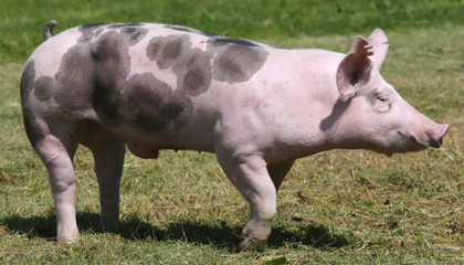 Free range pig posing  on pasture at animal farm