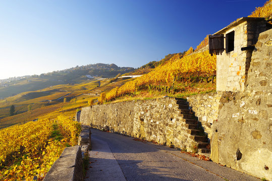 Warm sunset light over Lavaux vines, Canton Vaud, Switzerland, Europe