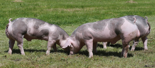 Fototapeta na wymiar Free range pig posing on pasture at animal farm
