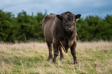 murray grey and Angus cattle grazing on pasture..