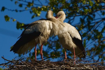stork in the nest