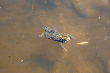 A photo of a frog in the wild, in a pond. A toad is in a puddle after a rainy day. The young frog...
