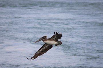 Brown pelican in flight Over water