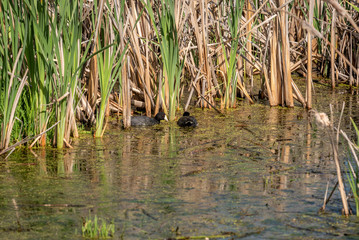 American Coots At Turnbull National Wildlife Refuge
