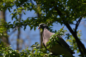 the pigeon perched on a green branch