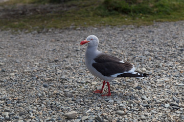 Dolphin gull or grey seagull (Leucophaeus Scoresbii) in Ushuaia, Tierra del Fuego, Argentina