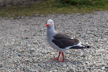 Dolphin gull or grey seagull (Leucophaeus Scoresbii), seabird with red bill in Ushuaia, Tierra del Fuego province, Argentina