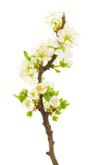 Fototapeta premium White cherry flowers on twig. Flowering Cherry branch. Isolated on white background without shadow. Twig of cherry tree during bloom in spring. Cherry spray with blooming white flowers.