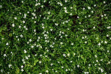 Fototapeta na wymiar Green floral natural pattern. Natural background, fashionable organic texture