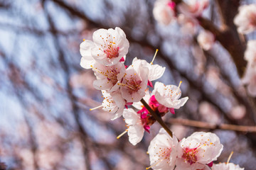 Spring garden. Flowering branch of the apricot tree close-up. Soft selective focus.
