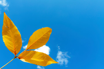 Obraz premium Autumn, yellow leaves against the blue sky with small clouds.