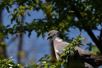 the pigeon perched on a green branch