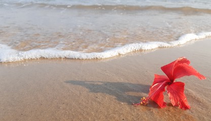 flowers and sea