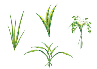Fototapeta premium Clipart realistycznej letniej rośliny. Soczysta świeża zielona trawa i kłoski. Elementy łąk dzikiej przyrody. Akwarele ręcznie malowane pojedyncze elementy na białym tle.
