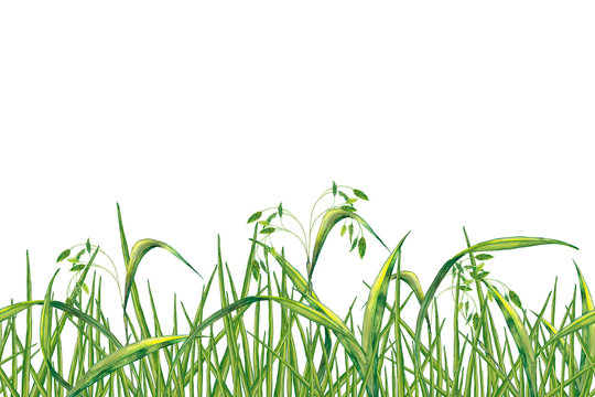 Seamless border of realistic summer plant. Juicy fresh green grass with spikelets. Wildlife meadow banner. Watercolor hand painted isolated elements on white background.