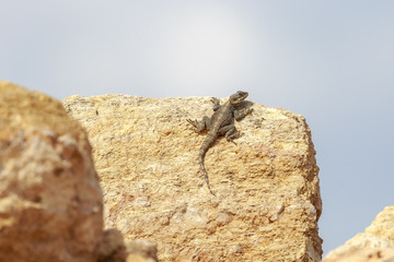 Giant stellio lizard sitting on stone