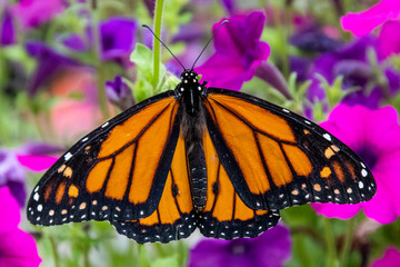Monarch Butterfly (Danaus plexippus), Dunwoody, GA