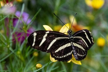 Fototapeta na wymiar Zebra Longwing Butterfly (Heliconius charitonia), Dunwoody, GA