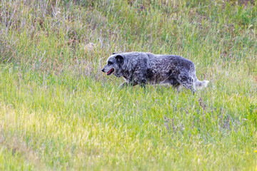 An old shepherd dog