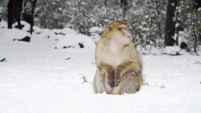 Berberaffe im Nationalpark Ifrane im Atlasgebirge in Marokko