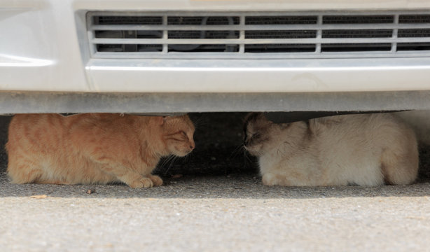 Two homeless cats under car