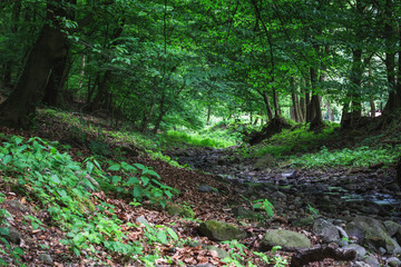 Small River in the middle of wooden forest, surrounded by green bushes and leaves and ferns found in Rám-Szakadék, Pilis, Hungary