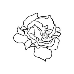 Hand drawn black and white rose flower. Floral design element. Isolated on white background. Vector