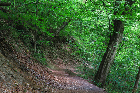 Mysterious hiking path full of roots in the middle of wooden forest, surrounded by green bushes and leaves and ferns found in R&aacute;m-Szakad&eacute;k, Pilis, Hungary