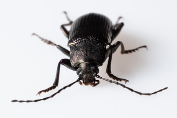 Darkling Beetle (Tenebrionidae sp.),  Dunwoody, GA