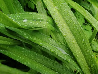 green grass with dew drops