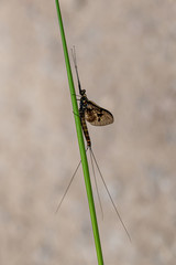 Adult mayfly, ephemera danica, resting on a blade of grass