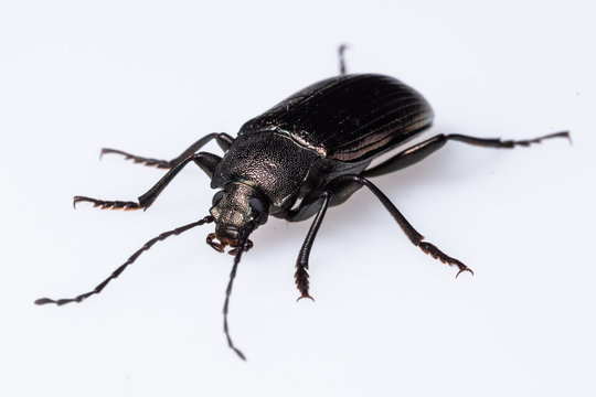 Darkling Beetle (Tenebrionidae Sp.),  Dunwoody, GA