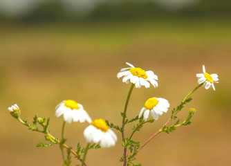 Some daisies on a greenish background