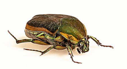 Green June Beetle (Cotinus nitida), GraphicDunwoody, GA